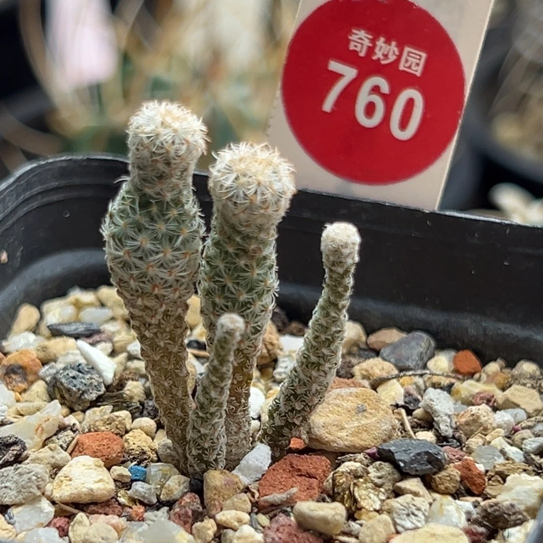 实生四头赤花美针玉群一棵