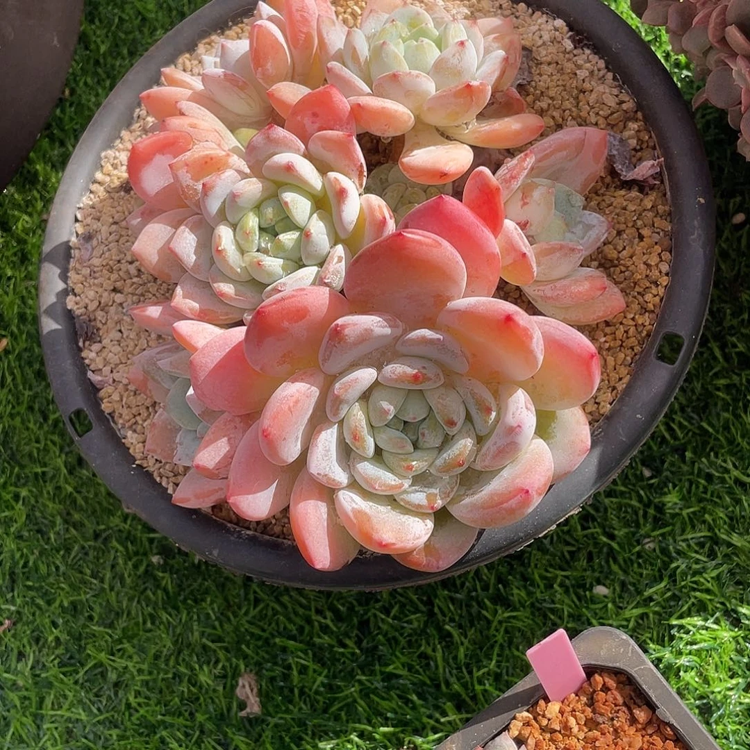 冷香群生多肉植物一物一拍多肉