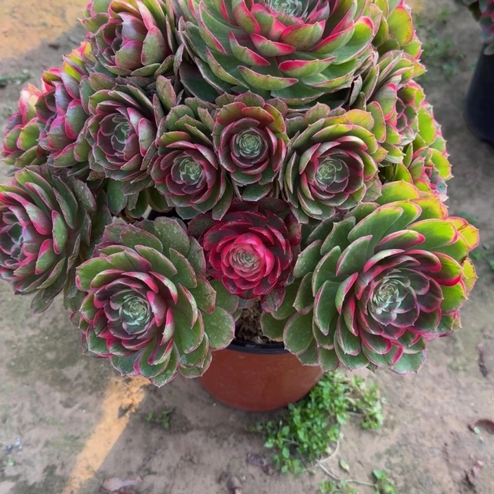 拾*@粉花妖福利949肉肉