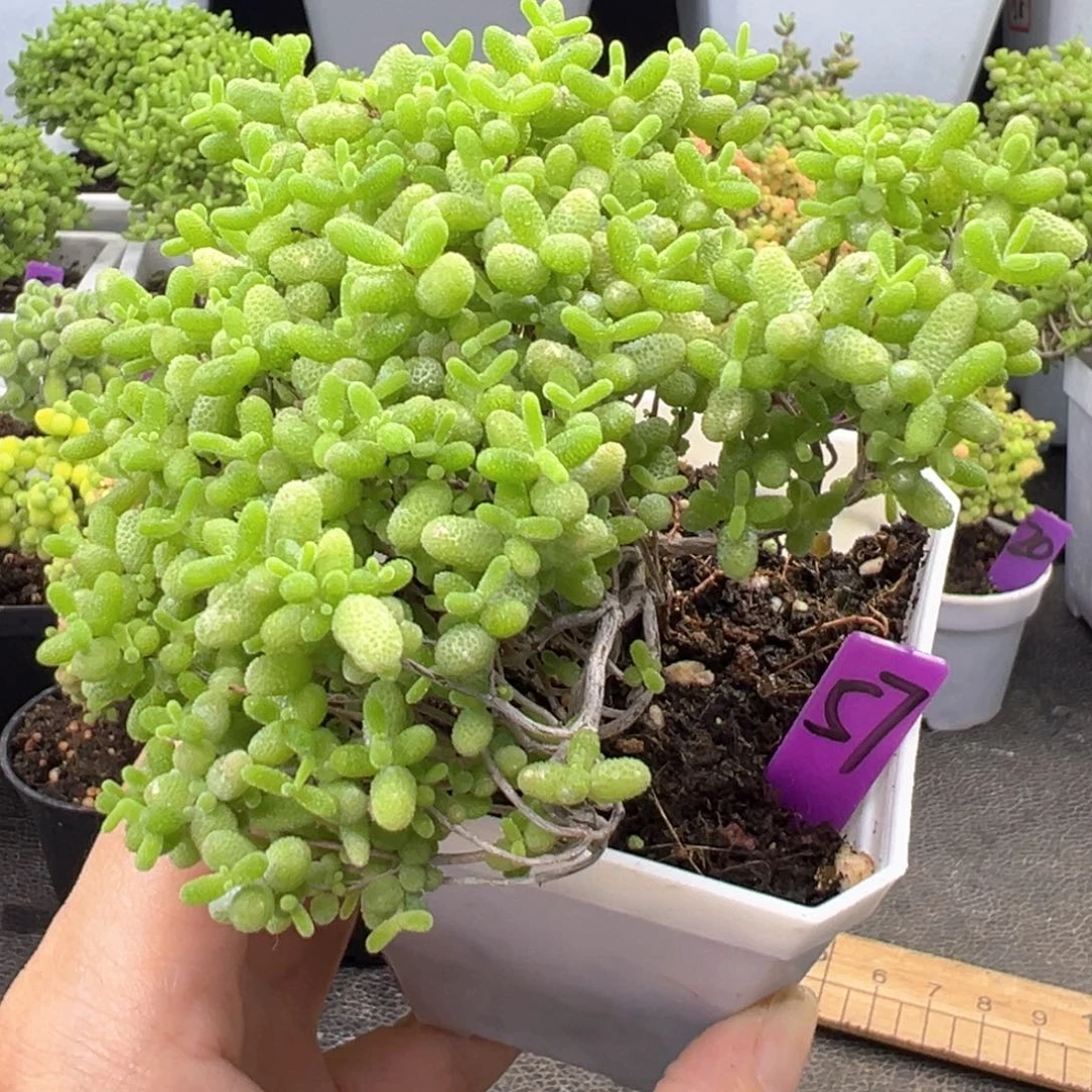 57号蜜橘悬崖桩一物一拍