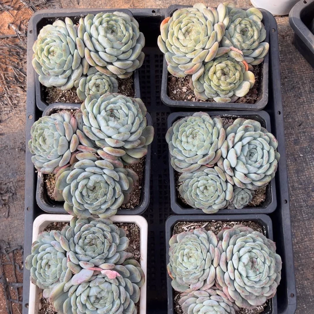 白恋3头，图中任意一颗，尺寸11+