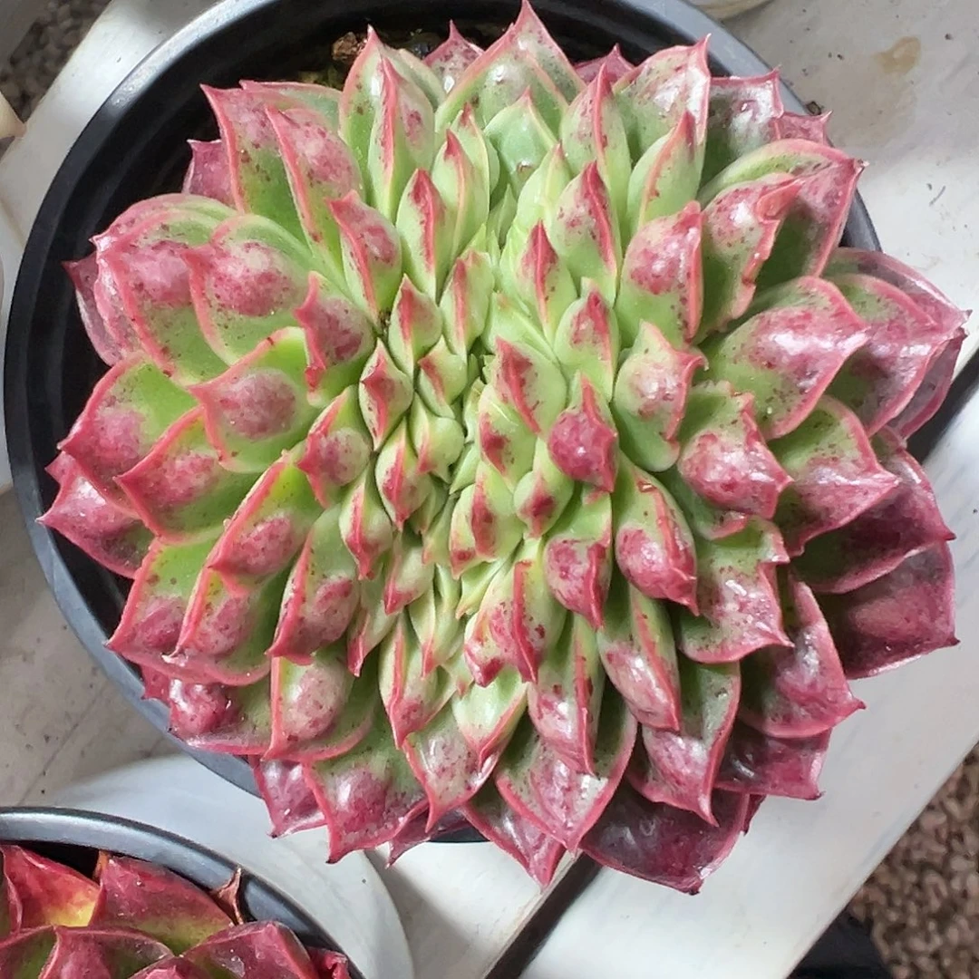 满38包邮柳溪玛多肉