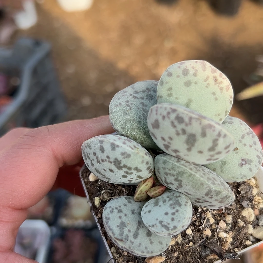 多肉植物花旦水泡