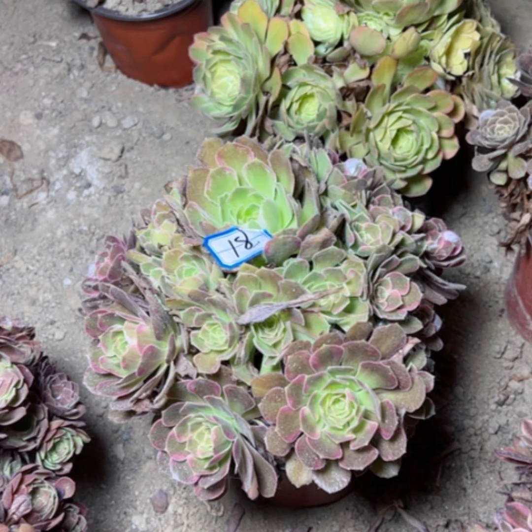 【闪购商品】多肉植物安娜18