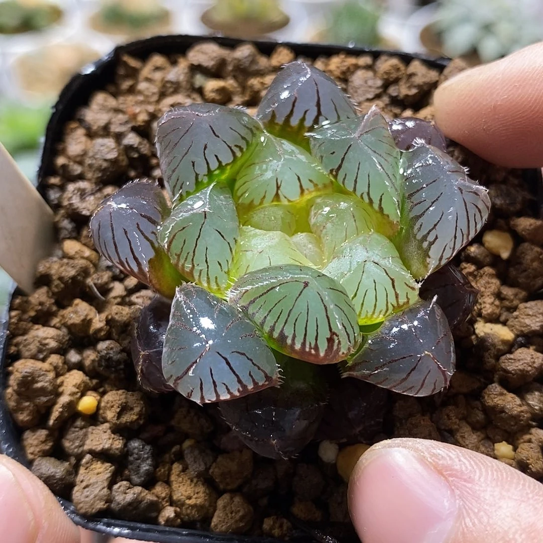 31洛神玉露红红火