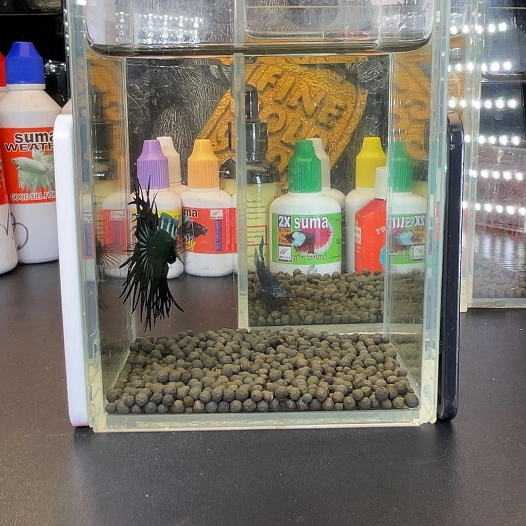 斗鱼45号1023早绿毒