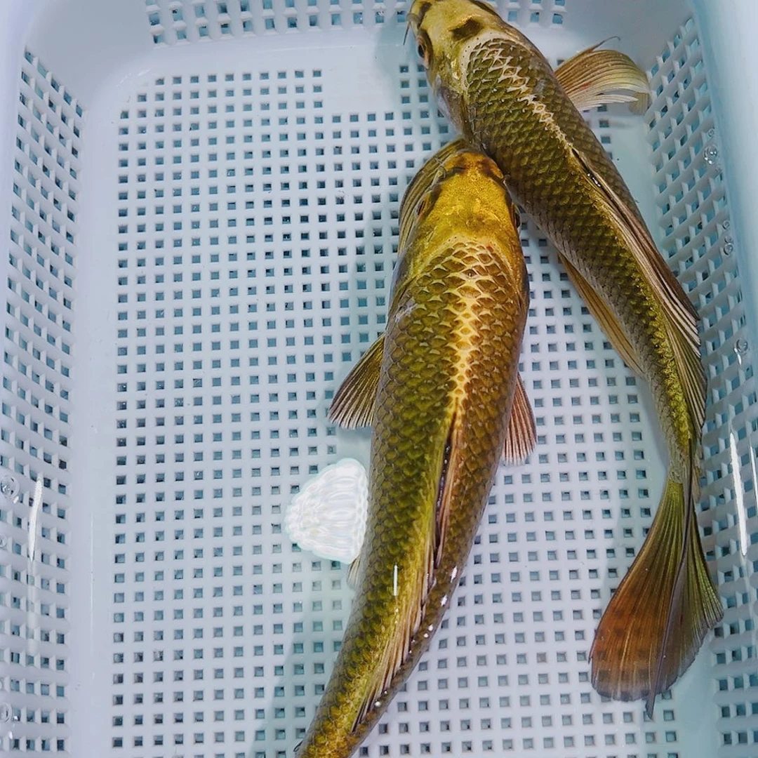 锦鲤锦鲤冷水鱼观赏