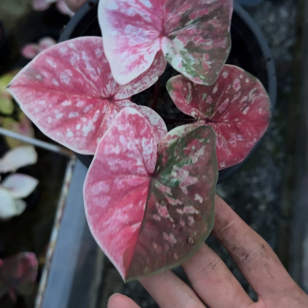 完全开放泰彩脱土裸根发