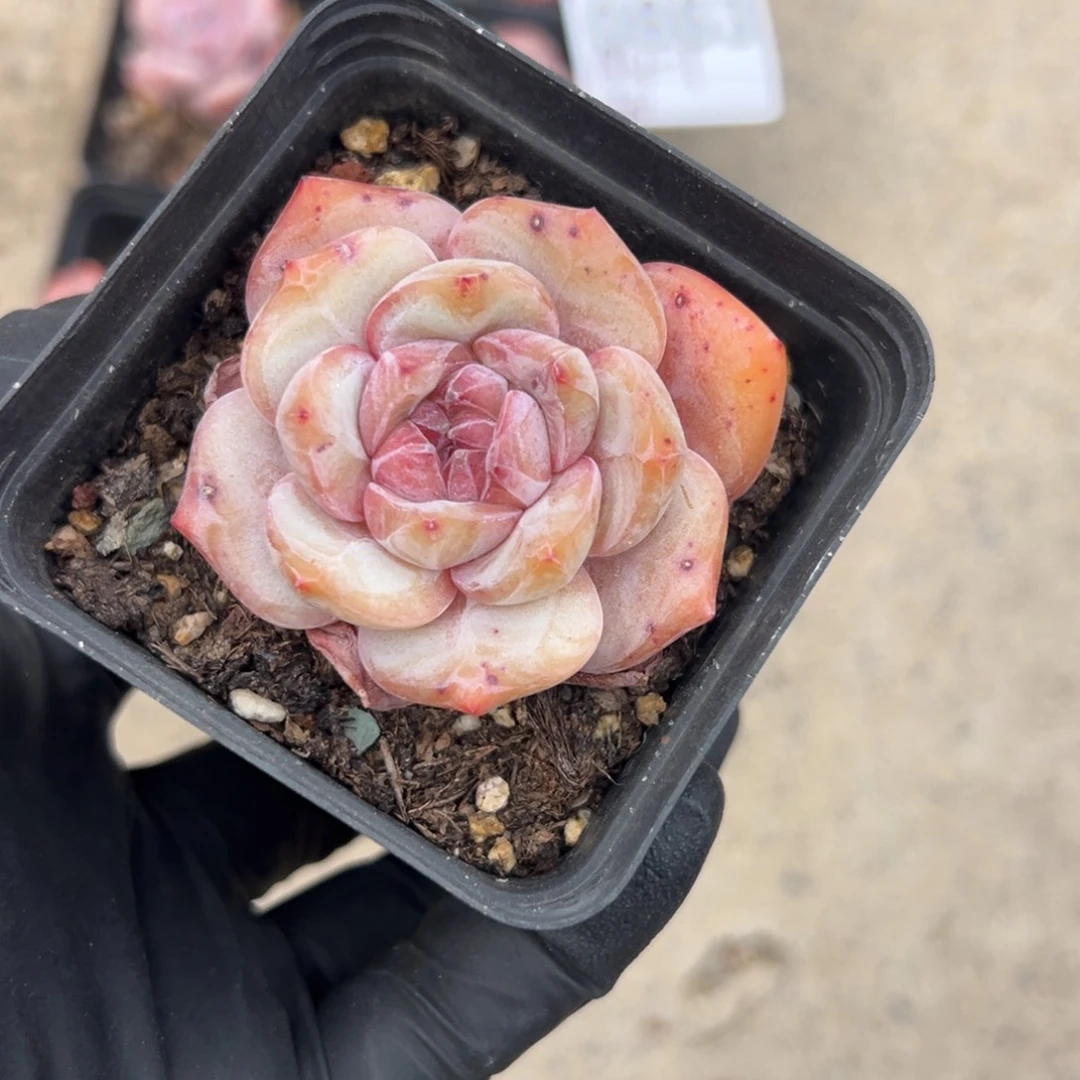 A***7星影0000000000000000000