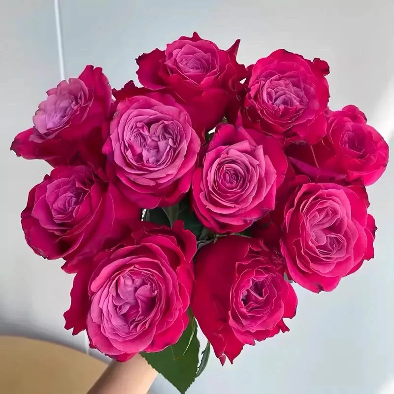 【苏珊】超新品月季深紫复色切花月季花苗阳台盆栽地栽大苗多季开