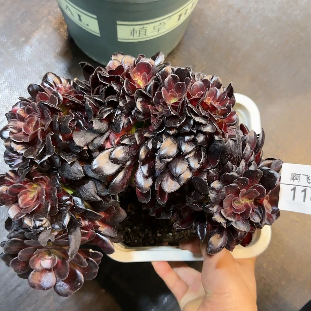 习*1163多肉 花哪锦缀