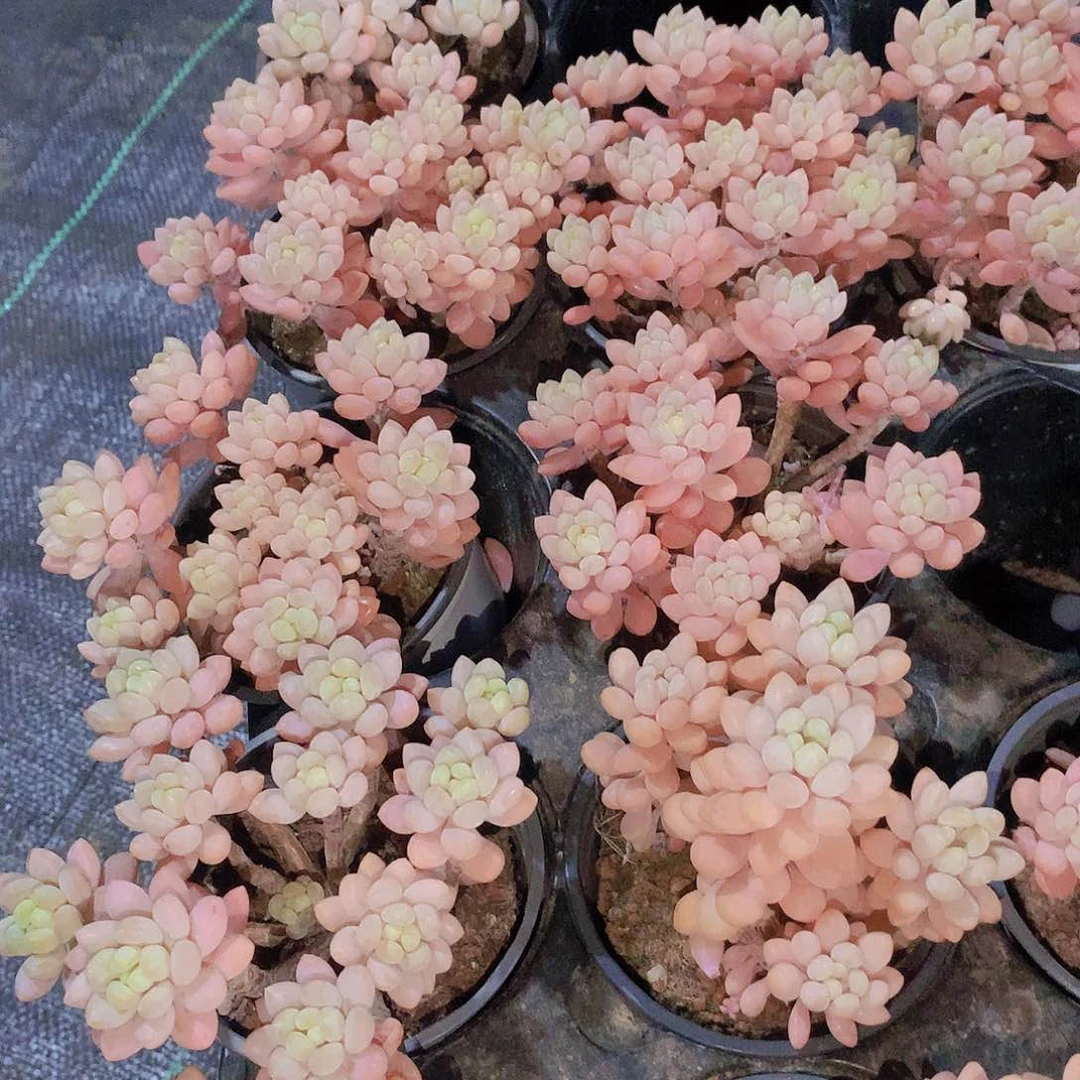 鱼子酱234567788999990