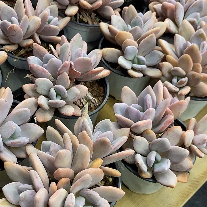 粉兔多头， 福利多多
