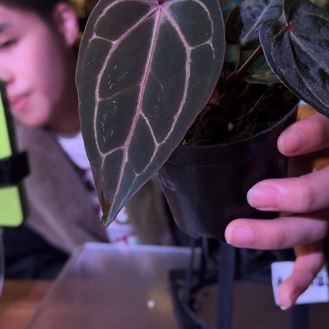 不开花植物G398紫水晶f2