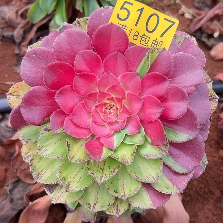 107无根多肉法师植物