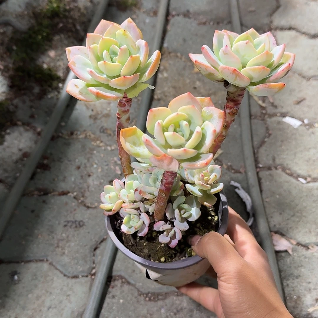 白月光多肉植物精品