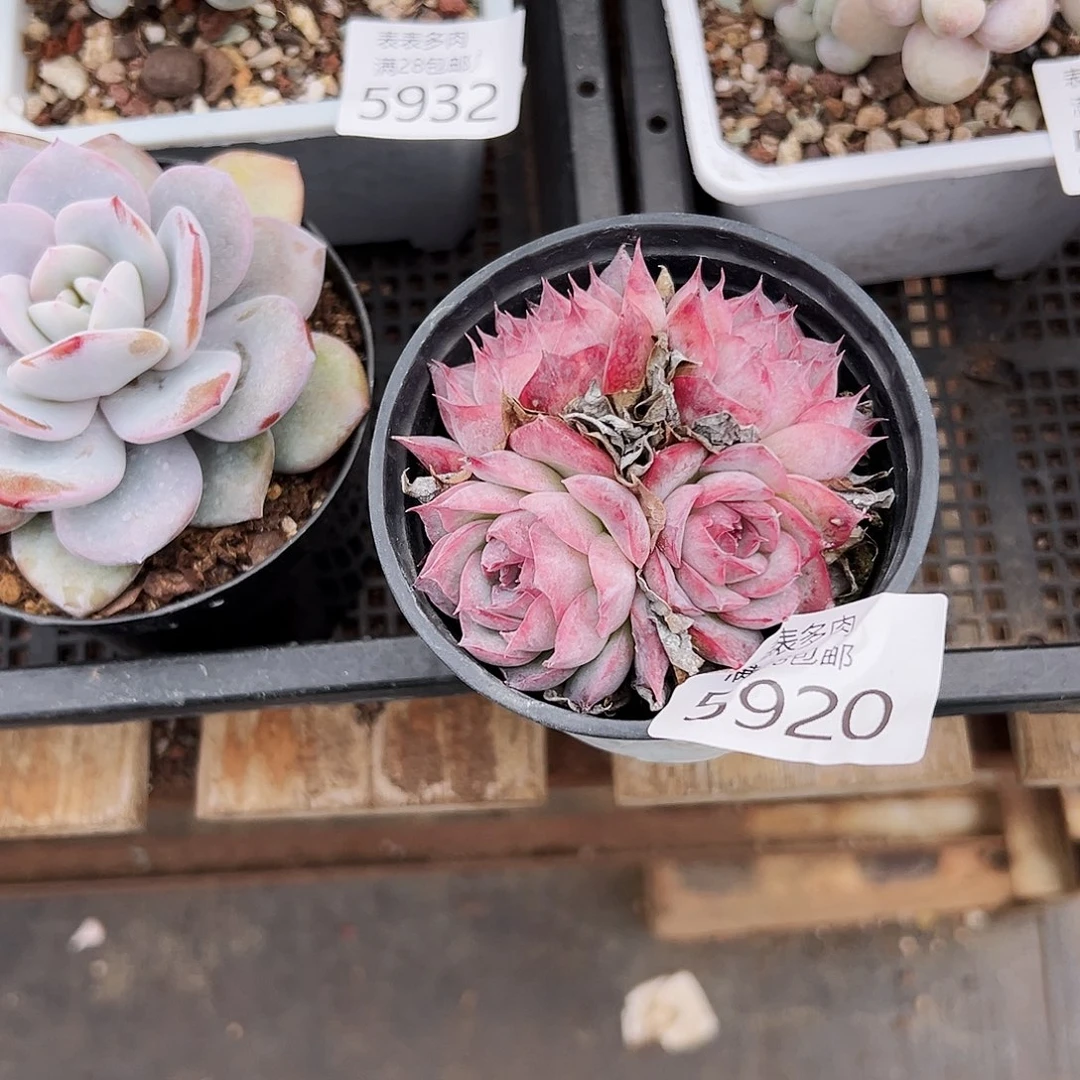 9号我们的确是一个很5920