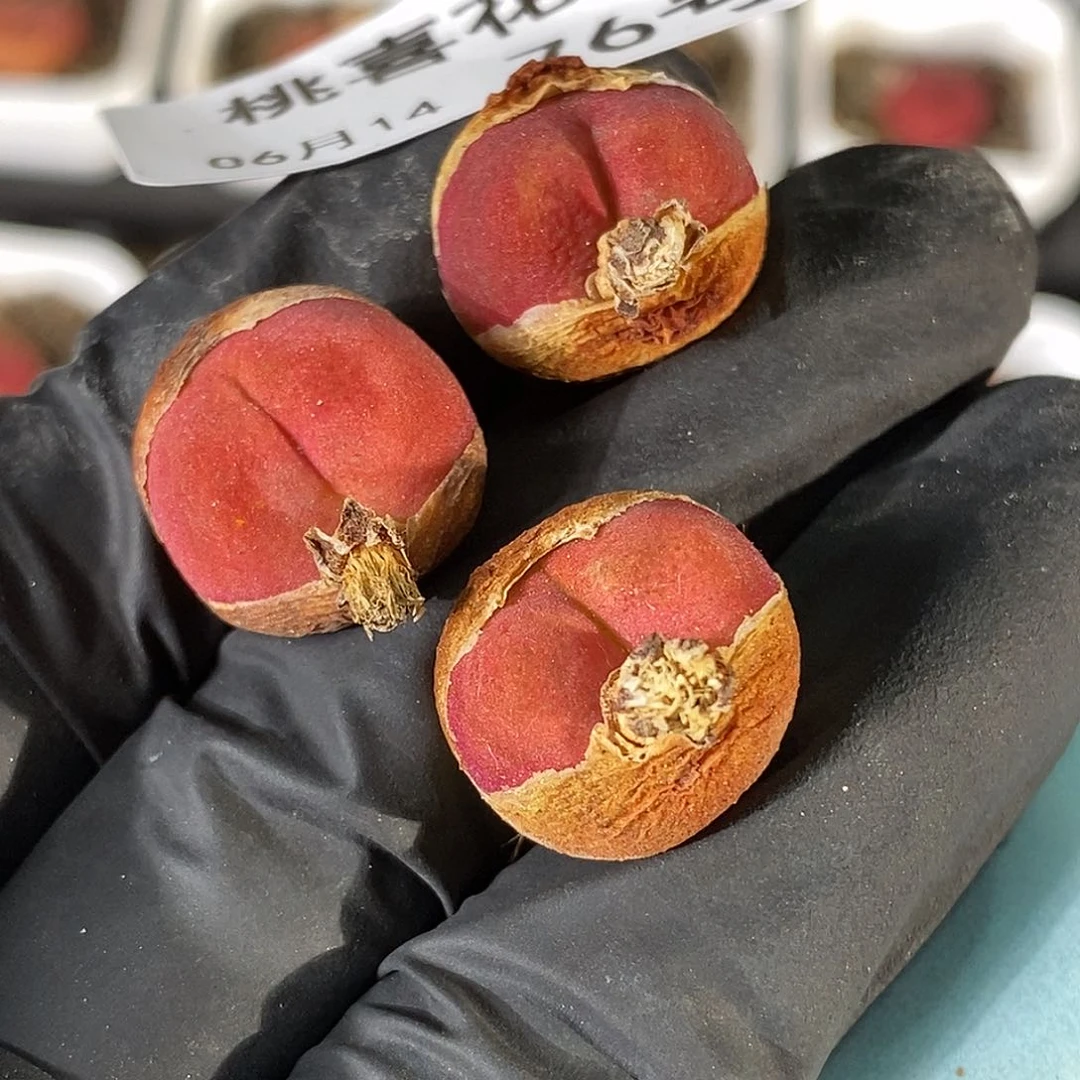 桃喜花园0614-76水蜜桃3颗