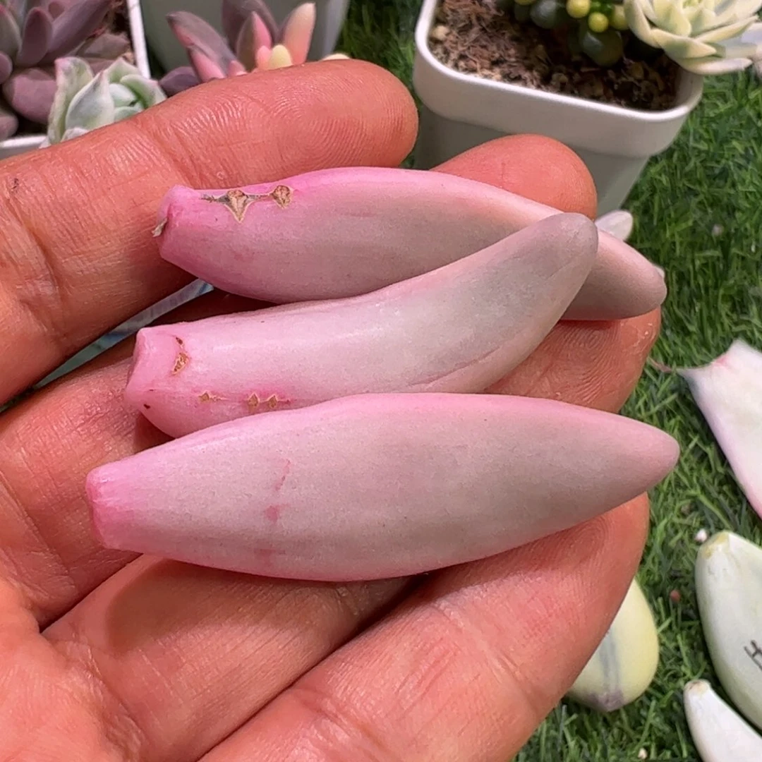 ?****～多肉植物多肉植物