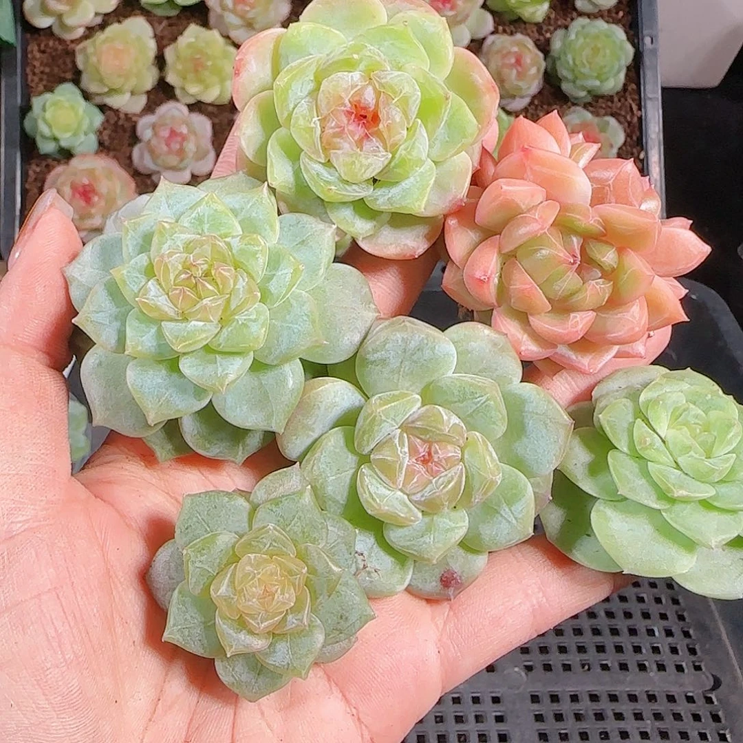 1011--321一物一拍