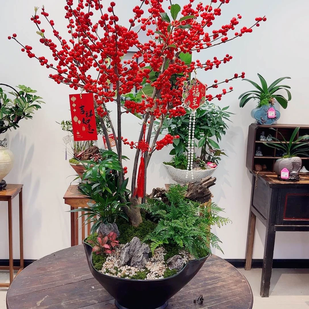 无花朵高端盆景一物一拍