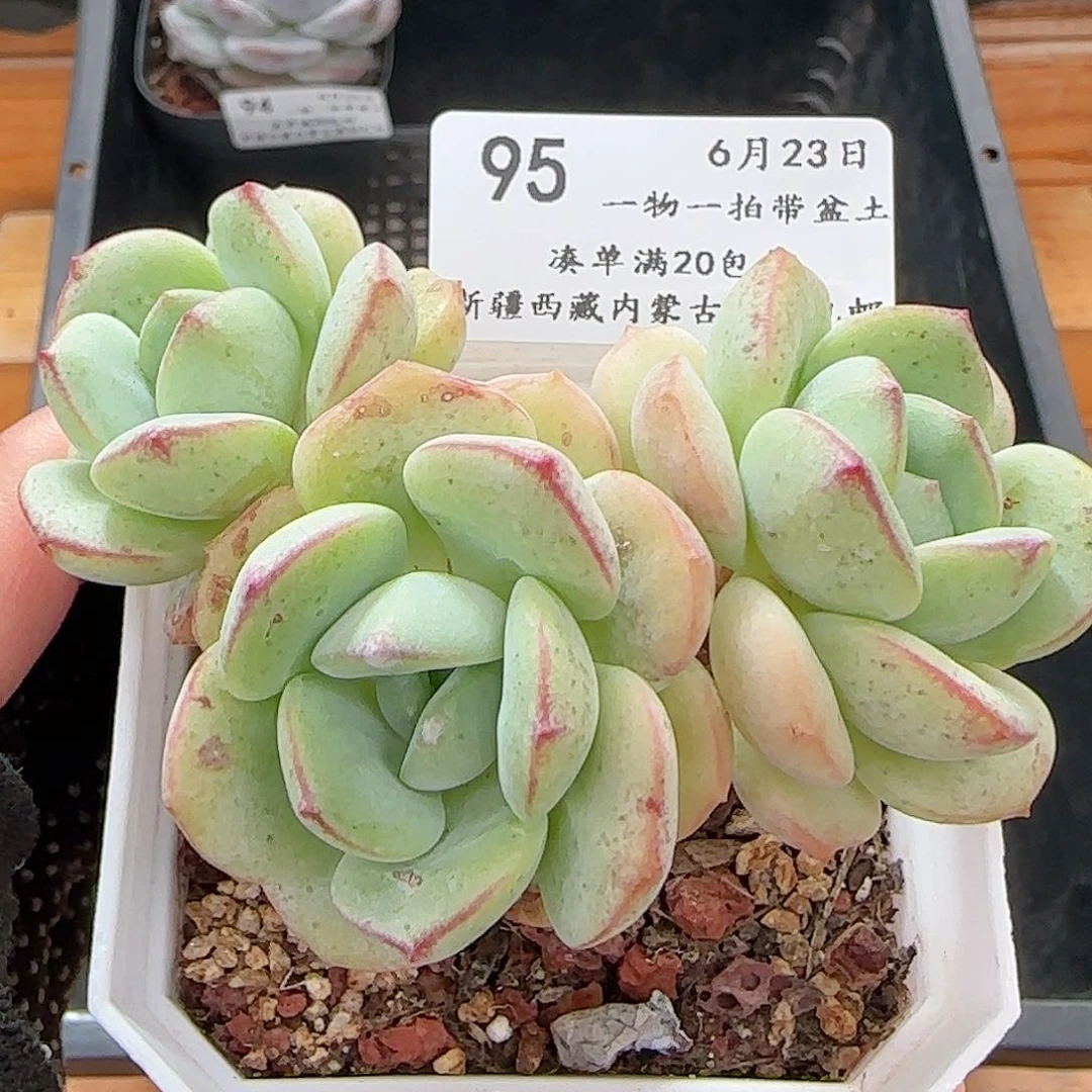 多肉0623-95香草小老桩