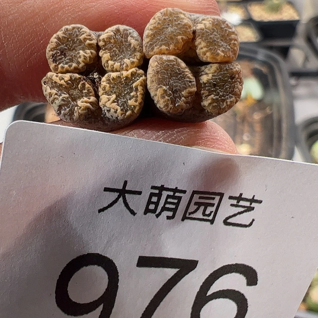 一物一拍。     976