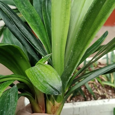 当前无花栽培后可以开花