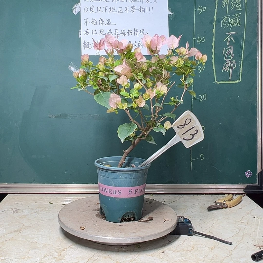 完全开放暗斑丽人 造型 813