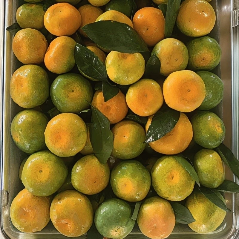 云南青皮蜜橘子薄皮蜜桔子特早熟孕妇现摘酸甜无核皮新鲜水果桔子