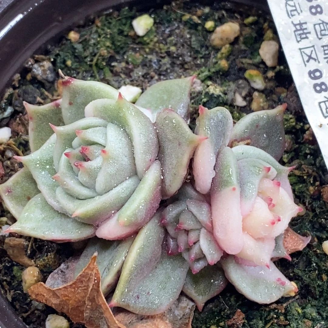 604贝加尔湖锦叶插死头