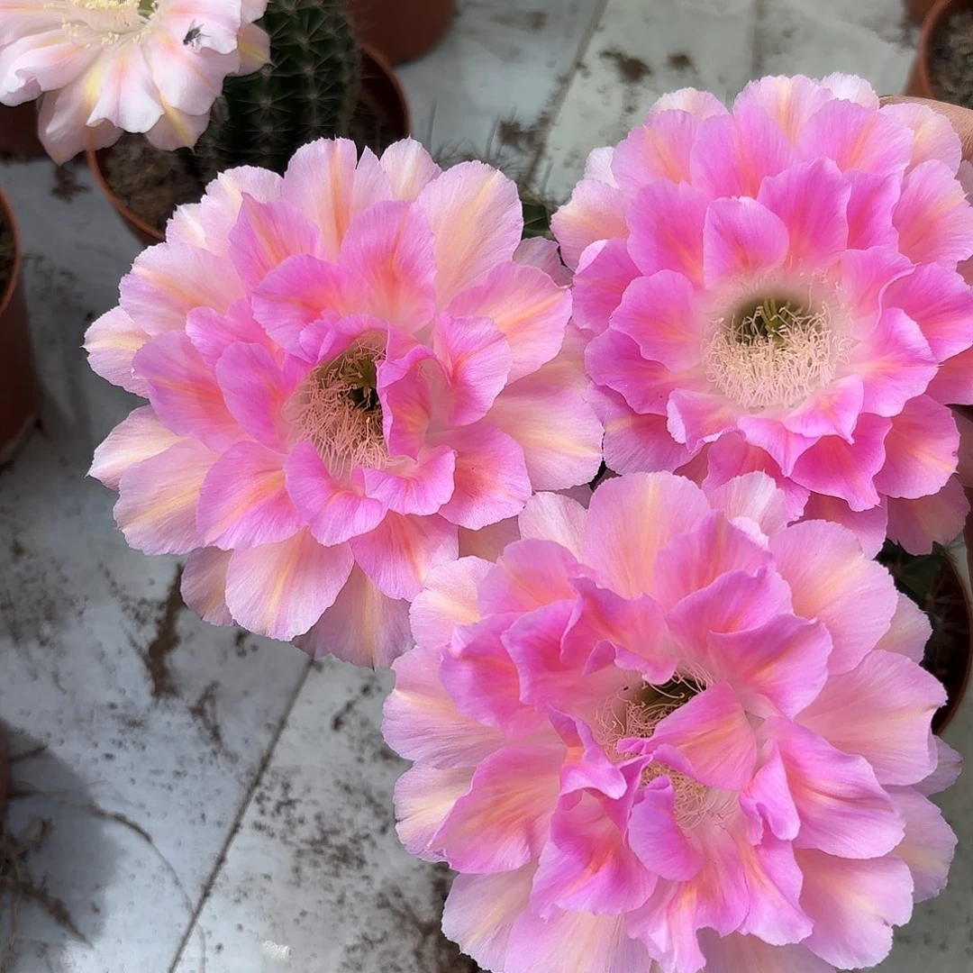 彩草2号7公分左右