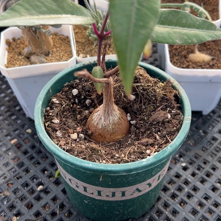 紫背萝藦，一物一拍带盆