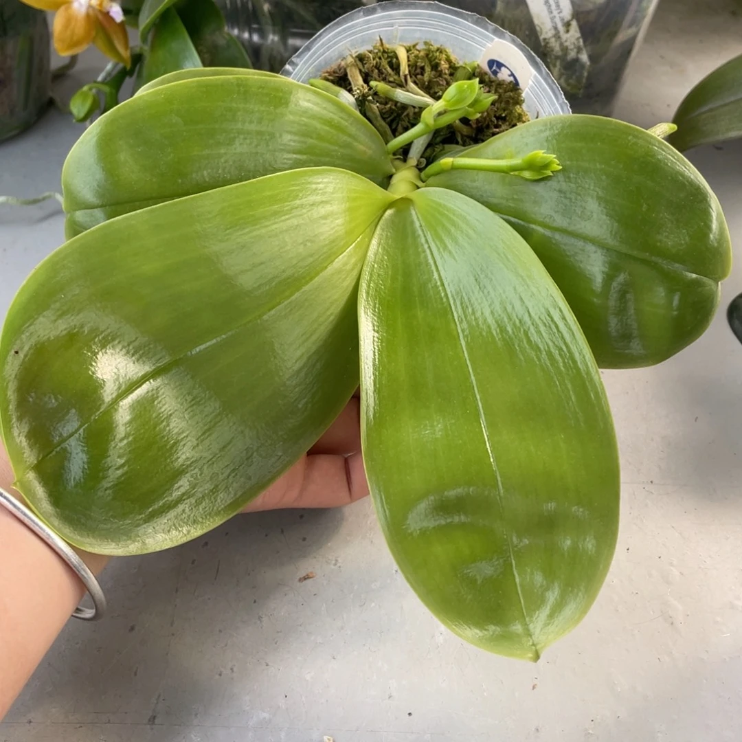 全部花苞BT216蓝家族交蓝色回忆