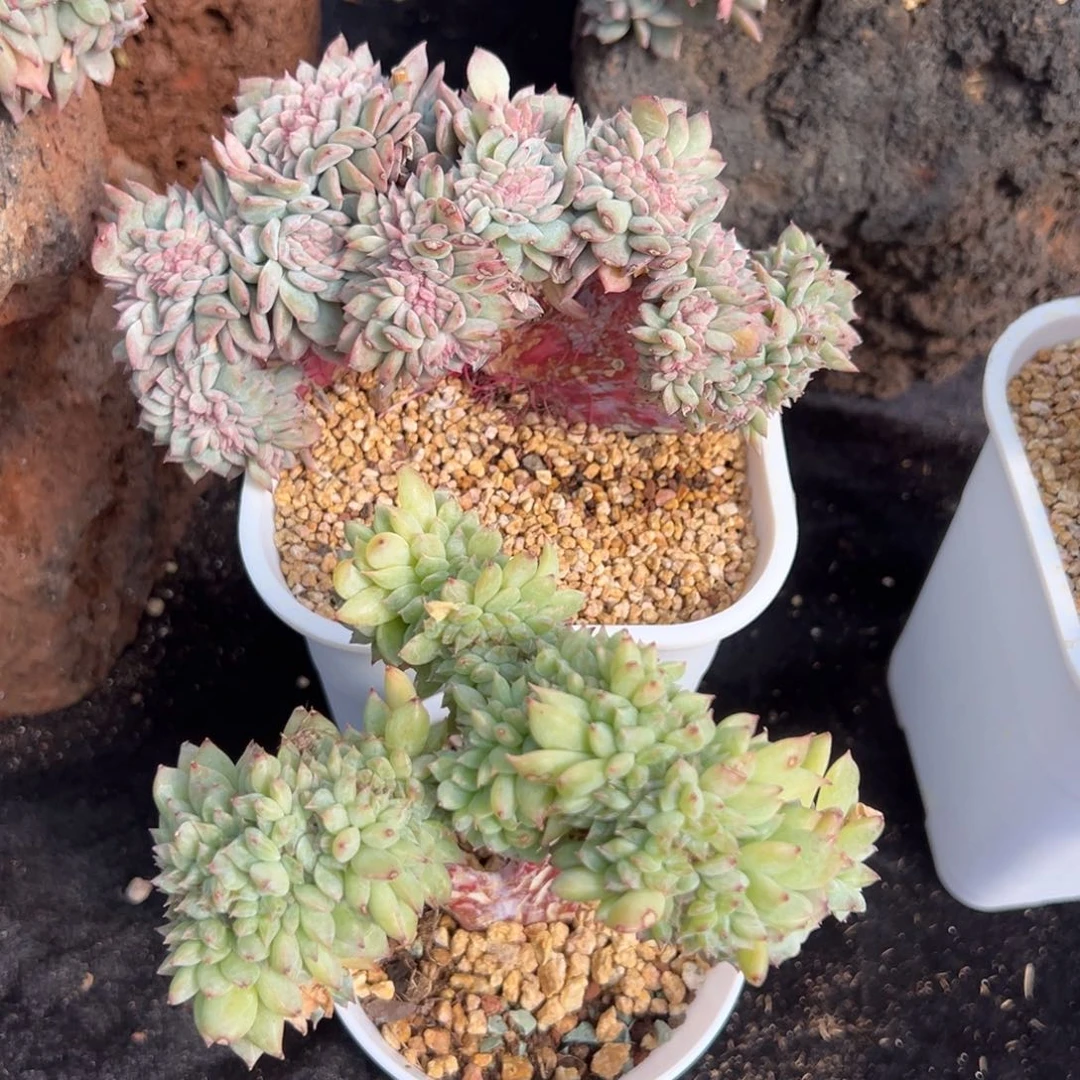 新年快乐 新年快乐 新年快乐