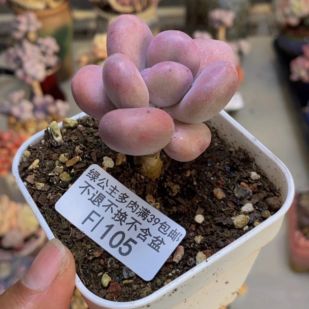 105橙雪球多肉3cm