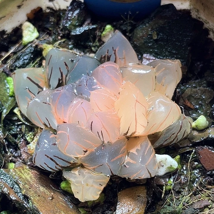 592水中月锦特选福利