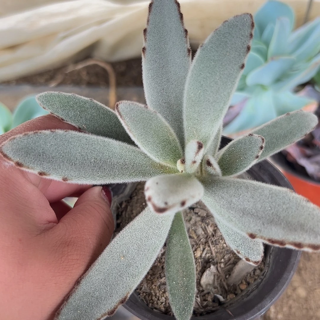 多肉植物多肉植物