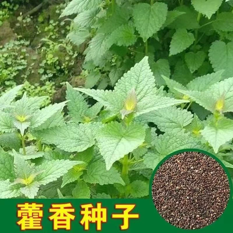 【藿香种子】四季种植盆栽地栽阳台小院种植