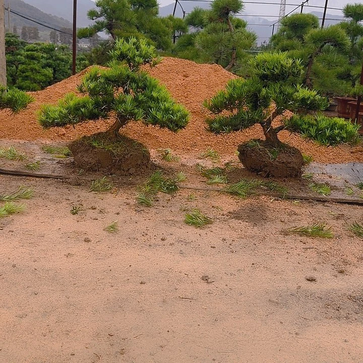 丙***甲无花朵6666666666666