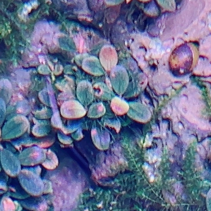 无花朵福利辣椒榕大象玉