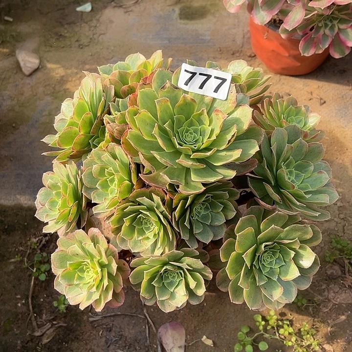 多肉植物奶白777号