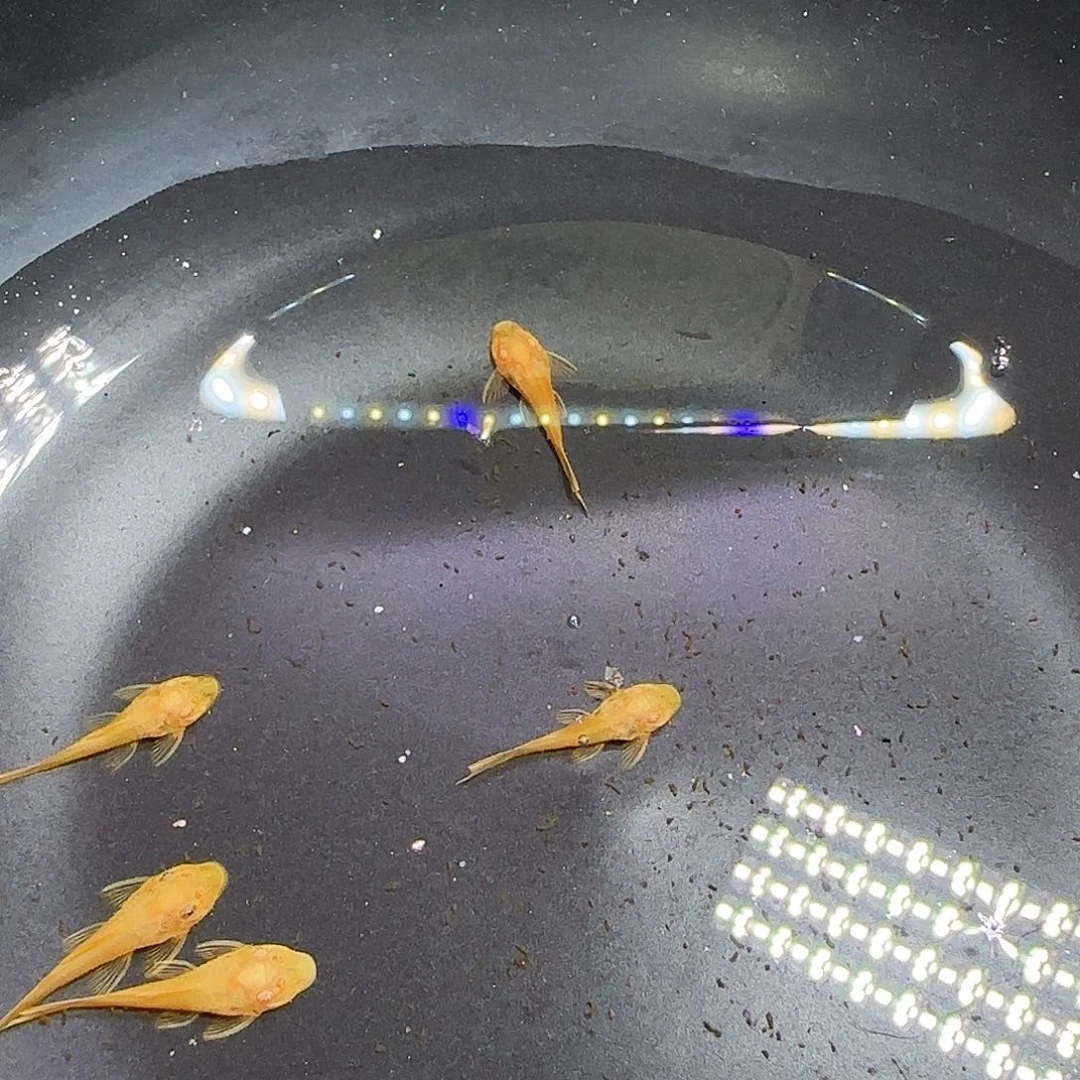 孔雀鱼黄金胡子六条