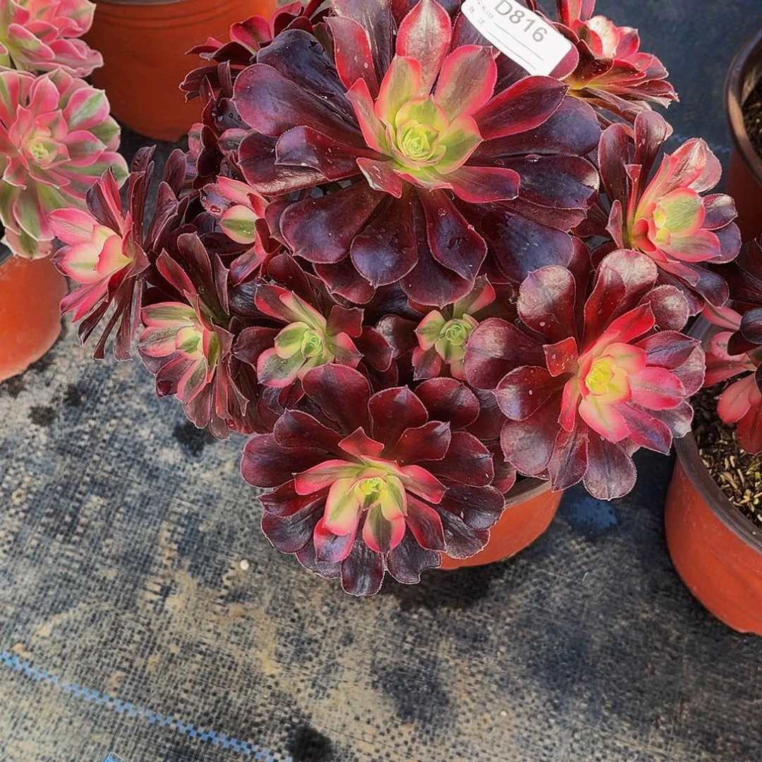 多肉植物816美杜莎