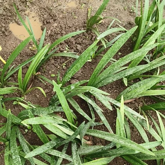 老***鸡完全开放孤保仙子4+