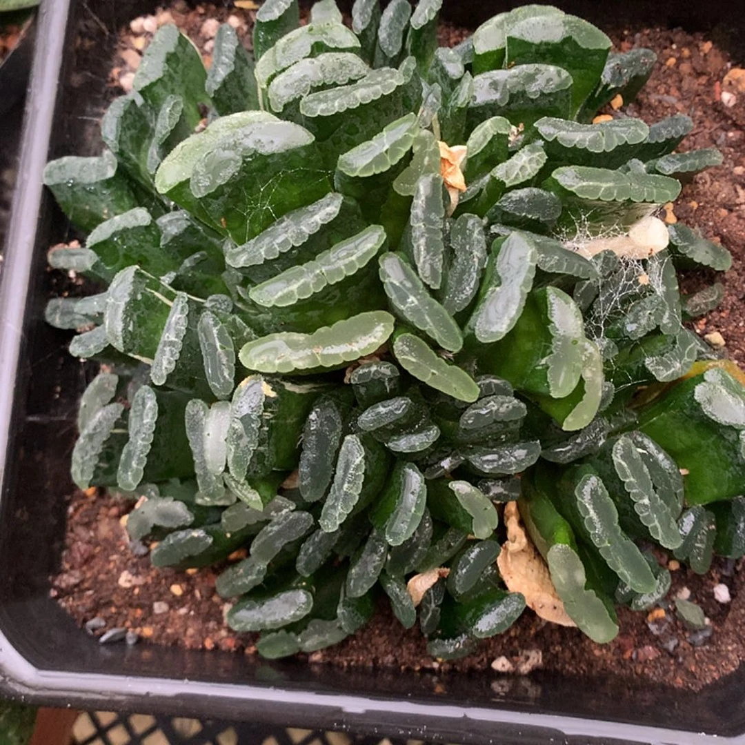40号群生玉扇一物一拍