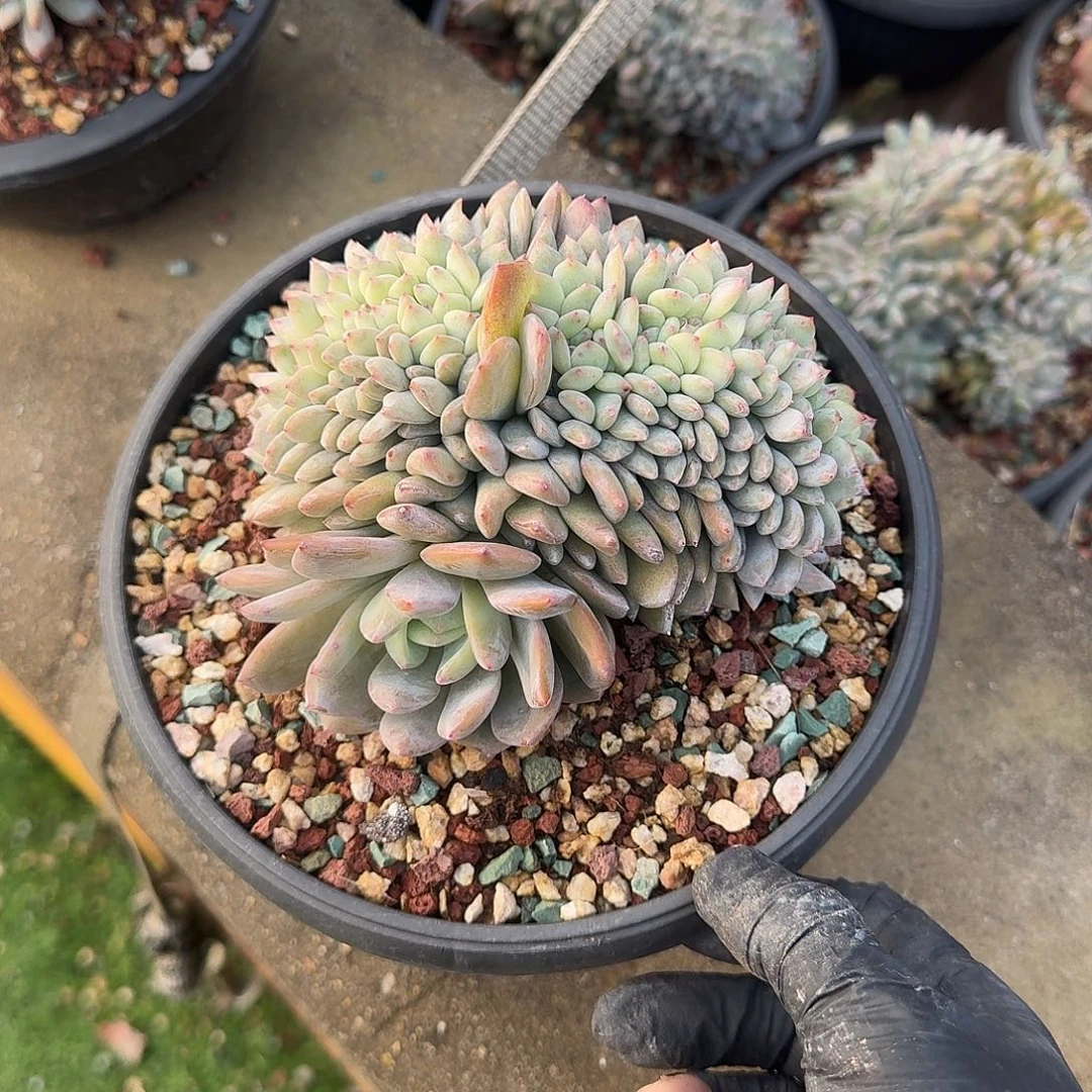 西***阳橙梦露缀化一颗寄养