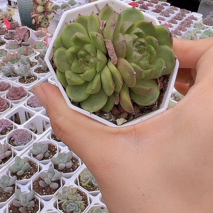 8角盆莱拉珍妮带盆多肉
