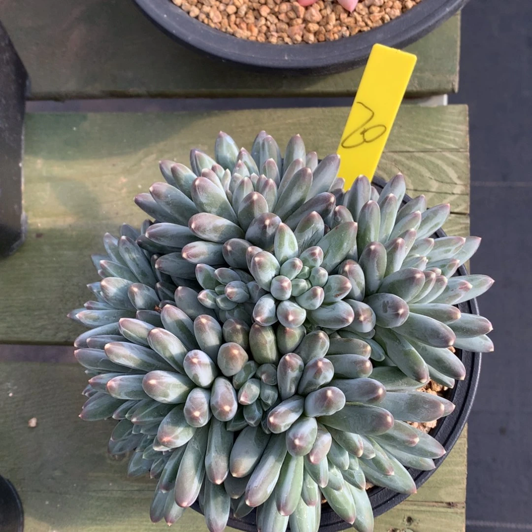 伊卡 多头 一颗