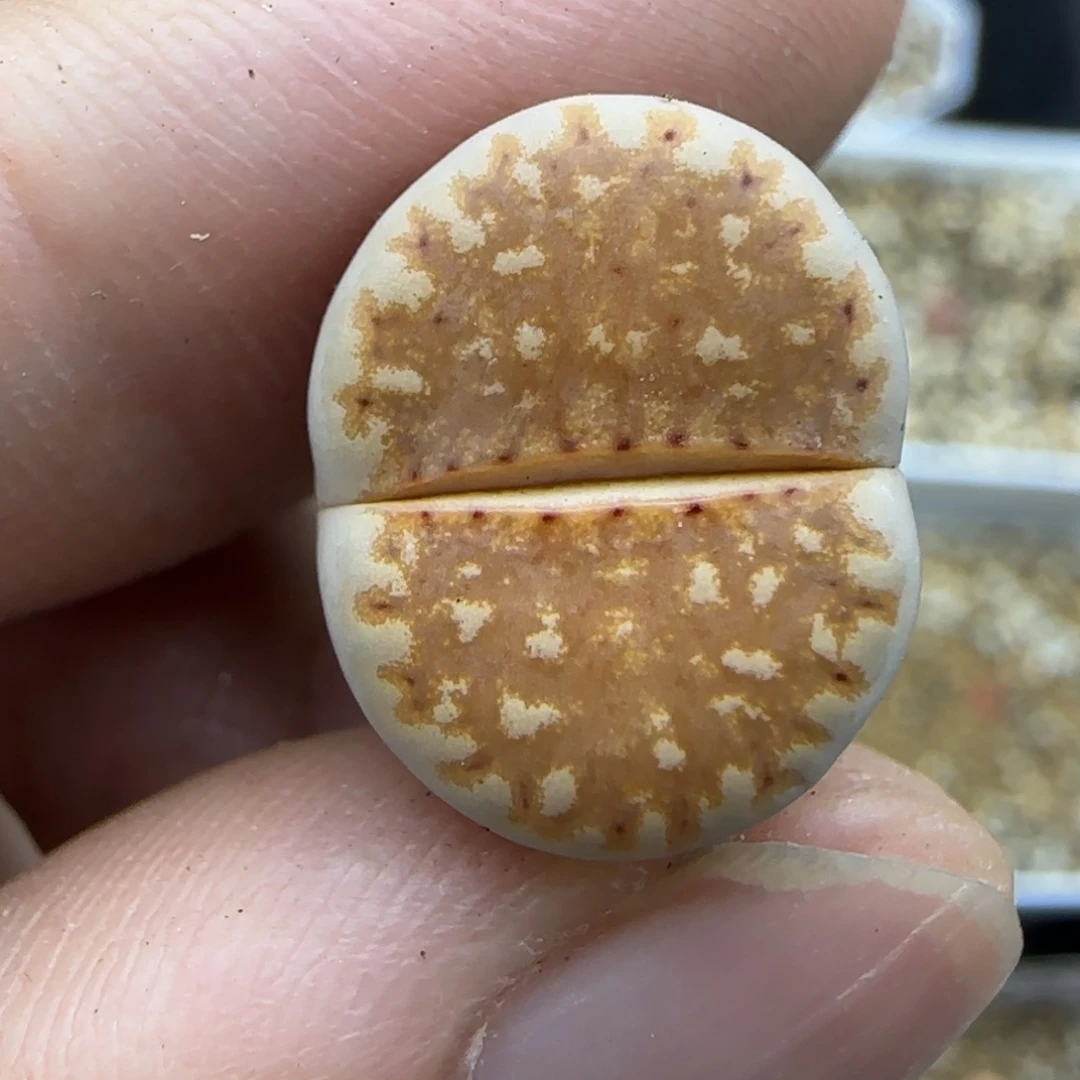 772 生石花大棚直播